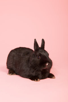 Black rabbit on pink background