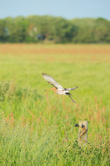 Obraz na płótnie Canvas bar-tailed godwit in meadows