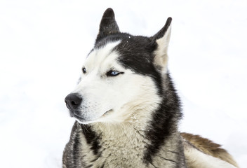 Siberian Husky lying in the snow in the winter