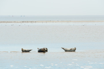 Fototapeta premium Seal laying in Dutch wadden sea
