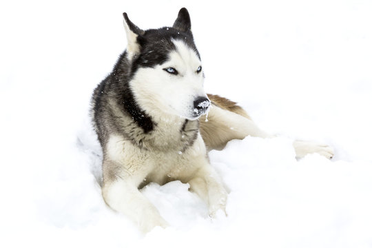 Siberian Husky lying in the snow in the winter