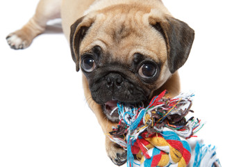 pug dog with a toy