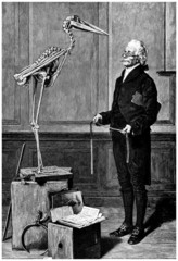 Leptoptilos Skeleton & Naturalist - Marabout - 19th century