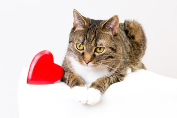 valentins katze