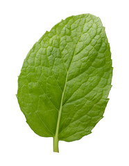 Obraz premium Single Fresh Mint Leaf