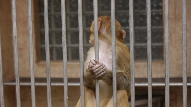 Monkeys in Scientific Apery