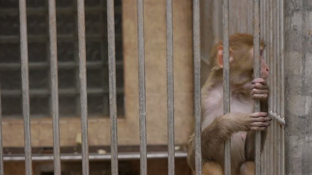 Monkeys in Scientific Apery
