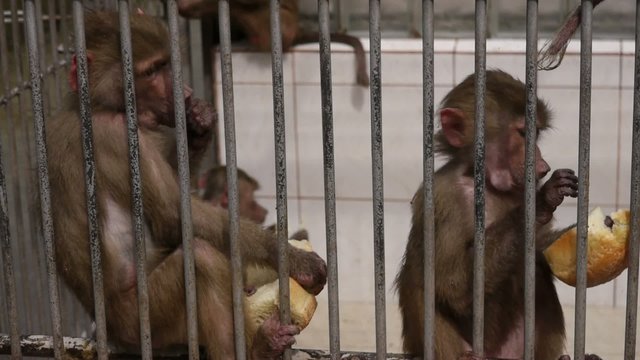 Monkeys in Scientific Apery