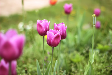 Fototapeta premium colorful tulips, tulips in spring