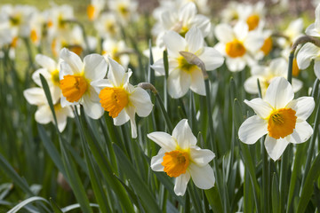 Fototapeta premium narcissus flowers
