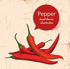 Pepper, vector illustration