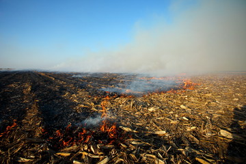 fire in a dry field corn