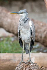 Gray heron (Ardea cinerea)