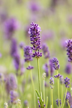 Lavender © Arpad