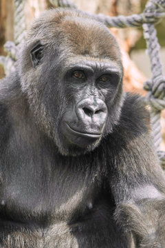 Young gorilla portrait