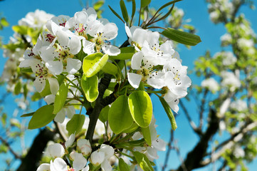 cherry tree in full bloom