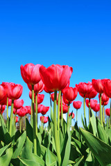 Many red tulips in a flowerbed