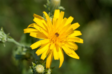 Yellow meadow flower
