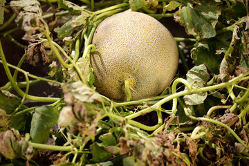 Melon in a vegetable garden