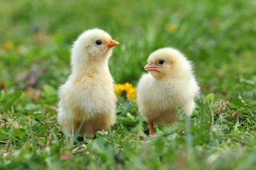 Photo sur Aluminium Poulet Deux jeunes poulets