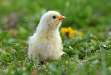 Young chicken