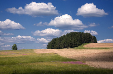 Island forest on the slope of the field with green grass