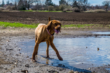 retriever dog