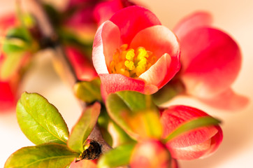 Obraz na płótnie Canvas spring flower