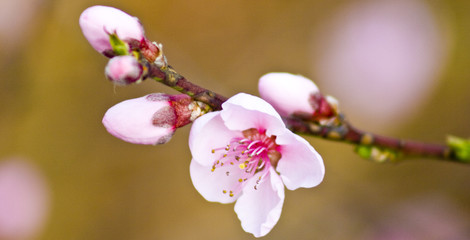 Fr&uuml;hlingsblumen