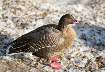Gray goose