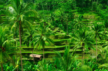 Terrace rice fields on Bali, Indonesia