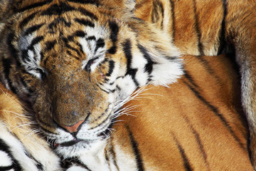 tiger resting