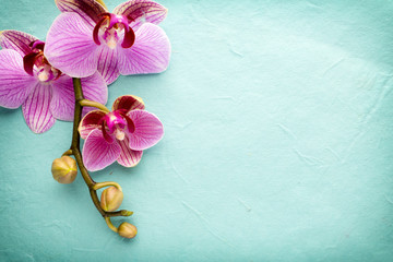 Obraz na płótnie Canvas Orchid flower.