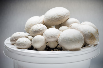 Champignon.