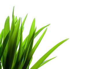 Grass on White Background