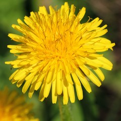 Dandelion - Taraxacum officinale