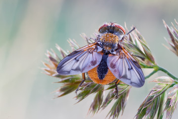Ectophasia crassipennis