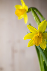 Daffodils.