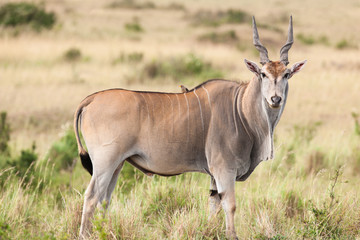 elanantelope
