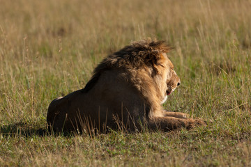 Lion in the savanna of Africa