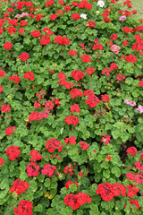 red flowers in green garden