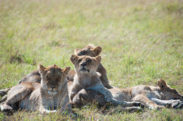 Fototapeta na wymiar Lion in the savanna of Africa