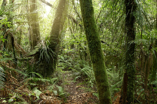 Fototapeta Jungle