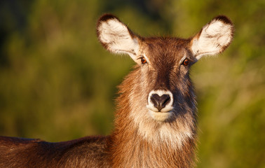 Obraz premium Waterbuck Antelope Portrait