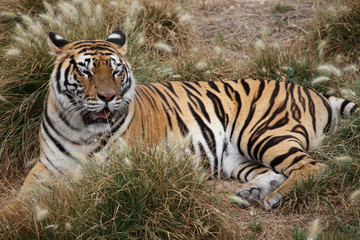 Fototapeta na wymiar tiger resting
