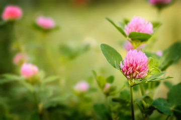 Obraz premium Pole kwiatów koniczyny