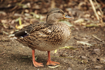 brown duck