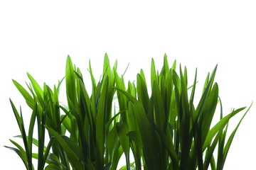 Grass on White Background