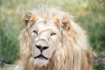 White Lion