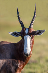 Bontebok Antelope